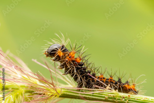 Lepidoptera larvae crawl on the leaves of wild plants for food © zhang yongxin
