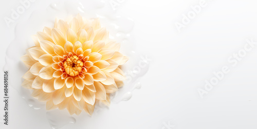 Ginger dahlia flower on a white background with copy space, Top view, Flat lay minimal creative floral concept, Generative AI
