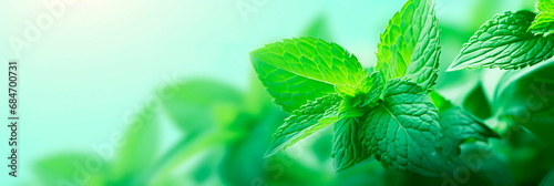 background with a fresh and minty color palette, reminiscent of the rejuvenating and invigorating vibes of spring.