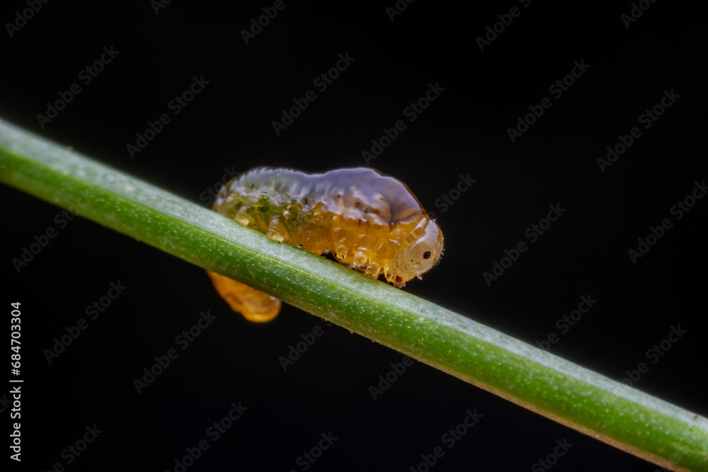 Leaf Bee Larvae inhabiting on the leaves of wild plants