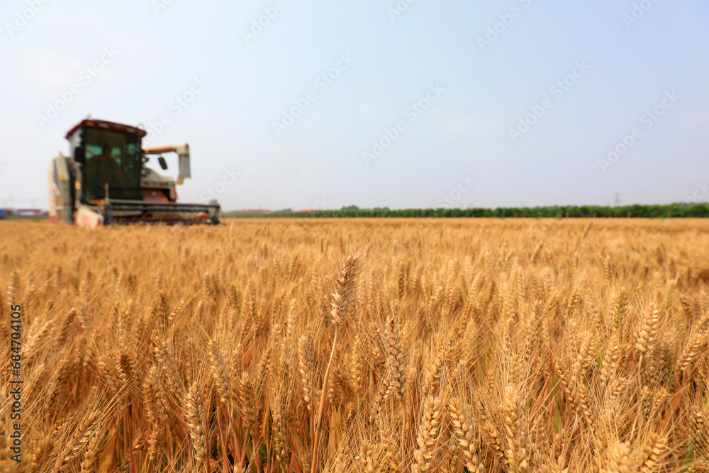 Fototapeta premium The wheat harvester is harvesting wheat in the field, North China