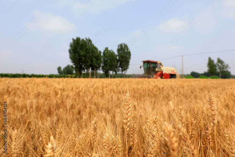 The wheat harvester is harvesting wheat in the field, North China The wheat harvester is harvesting wheat in the field, North China