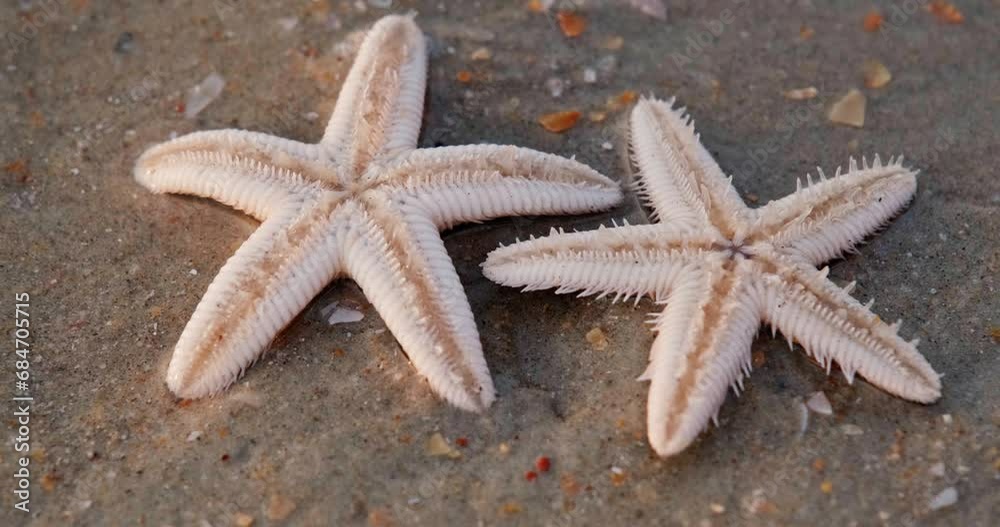 starfish move their tentacles on the sandy shore of the sea beach starfish move their tentacles on the sandy shore of the sea beach