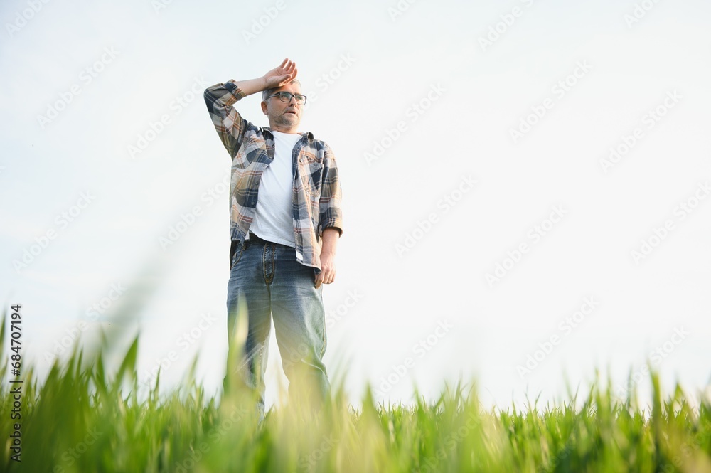 Portrait of senior farmer standing in wheat field examining crop during the day. Portrait of senior farmer standing in wheat field examining crop during the day.