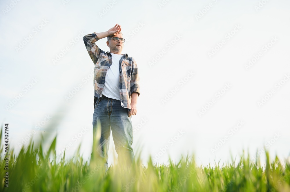 Portrait of senior farmer standing in wheat field examining crop during the day.