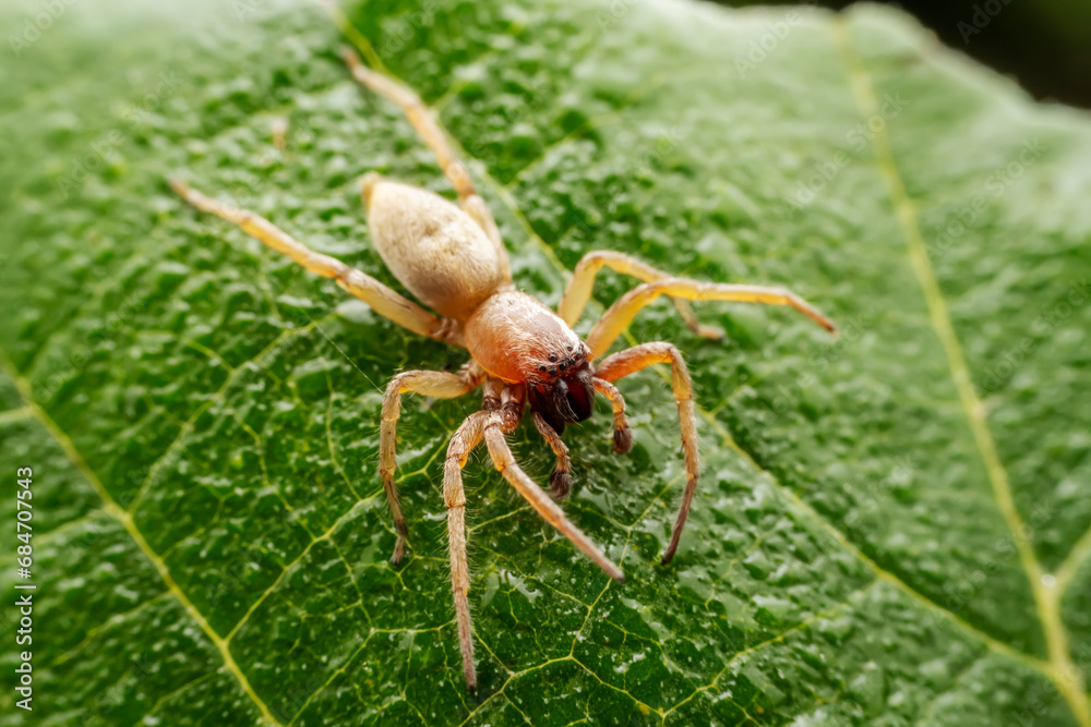 spider inhabiting on the leaves of wild plants spider inhabiting on the leaves of wild plants