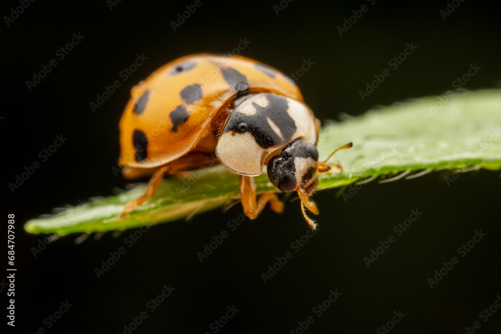 Harmonia axyridis inhabit the leaves of wild plants