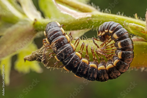 Bild auf Leinwand millipede inhabit the leaves of wild plants