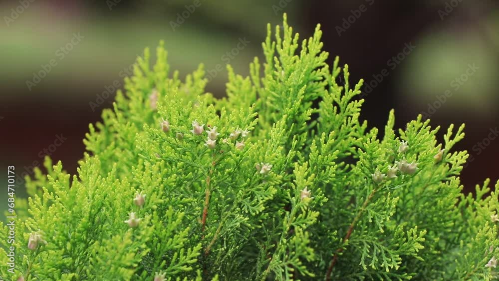 The cypress branches swayed in the breeze The cypress branches swayed in the breeze