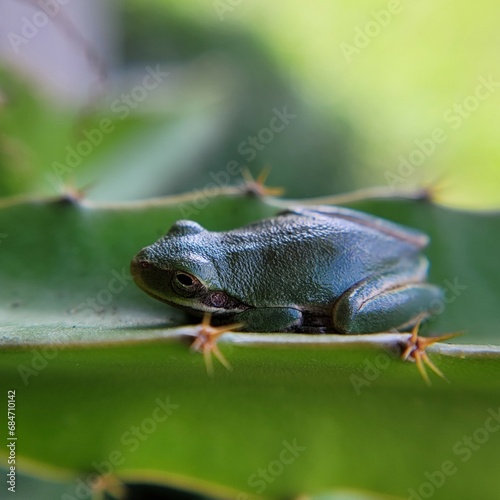 close-up squirrel tree frog (hyla squirella) on dragon fruit plant