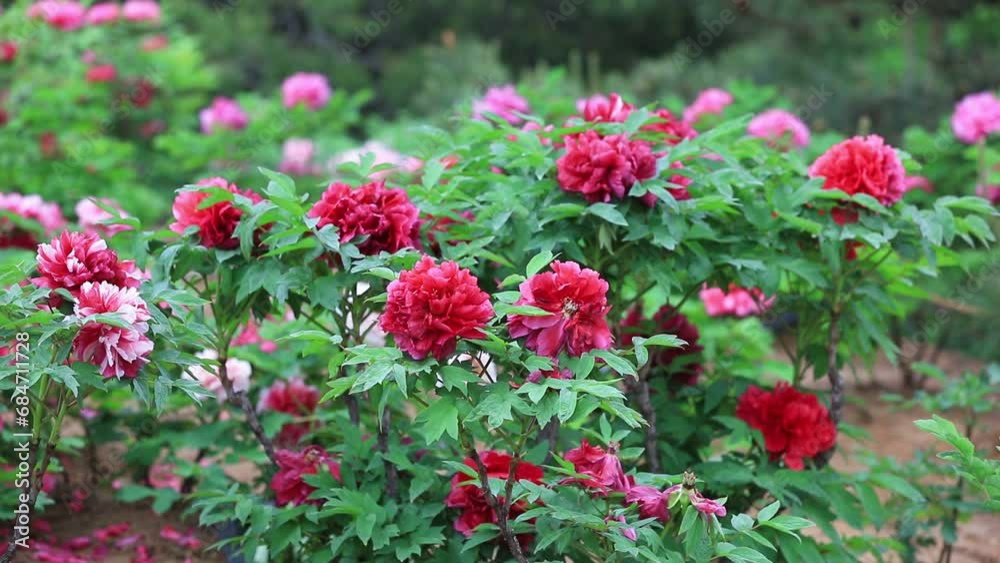 Peony flowers in the botanical garden, North China Peony flowers in the botanical garden, North China