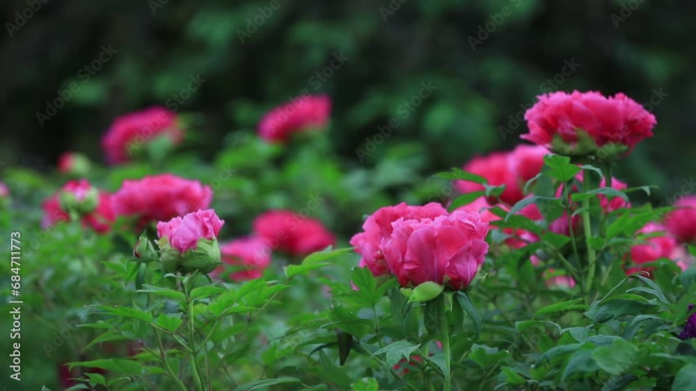 Peony flowers in the botanical garden, North China Peony flowers in the botanical garden, North China