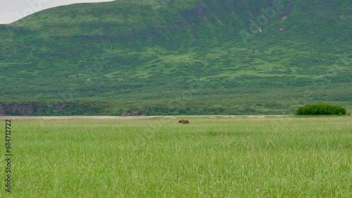 Alaskan brown bear in the distance. Grazing on sedge grass with mountains of Lake Clark National Park and Preserve, Alaska. Safe viewing distance.  photo