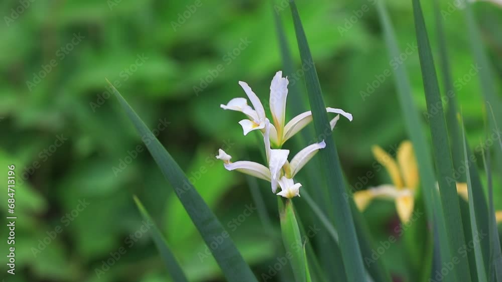 Iris flowers in the park, North China