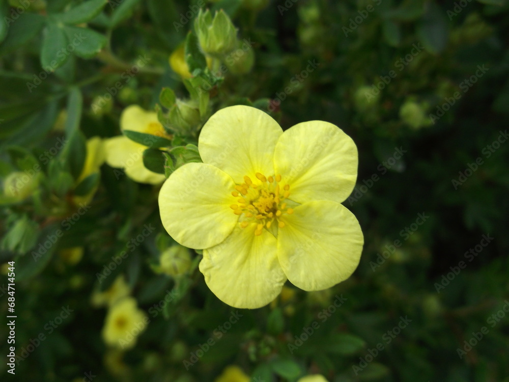 Potentilla. Yellow flower. Urban plants. City nature. Potentilla. Yellow flower. Urban plants. City nature.