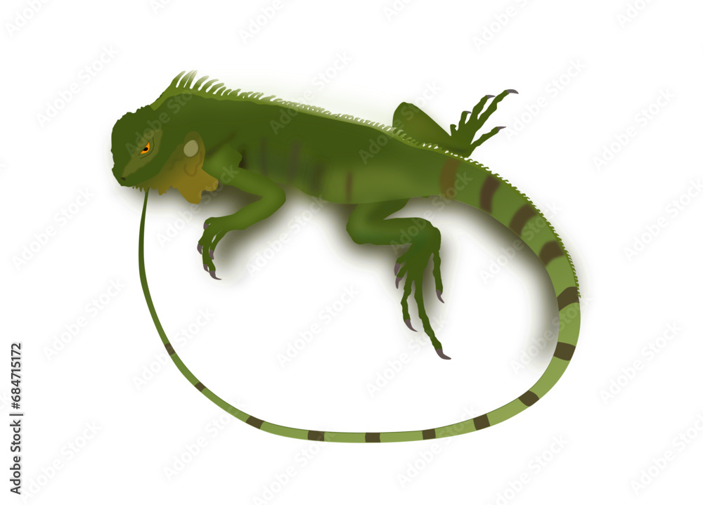 Fototapeta premium Green iguana lizard vector illustration isolated on white background