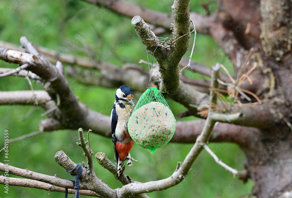 Great woodpecker hanging on tallow ball on the branch in the garden