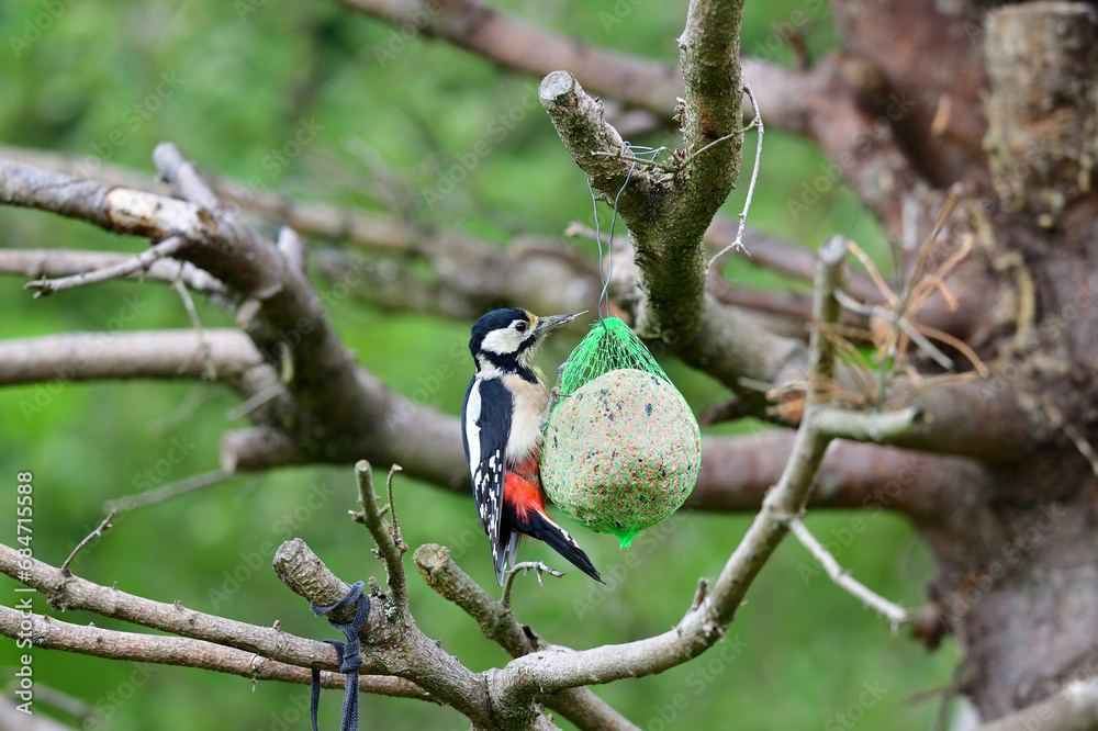 Great woodpecker hanging on tallow ball on the branch in the garden