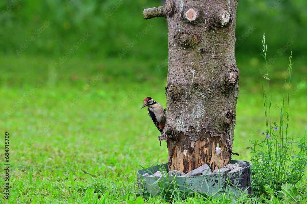 Great woodpecker climbing high the tree in the garden