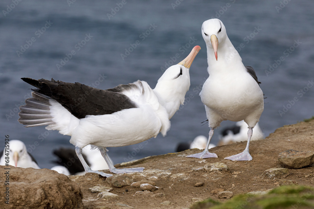 Obraz premium Black browed Albatross, adult birds courtship display 