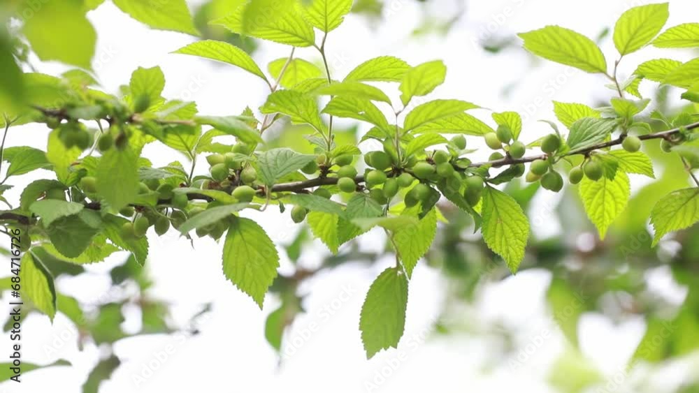 Immature cherry fruit on branches, North China Immature cherry fruit on branches, North China