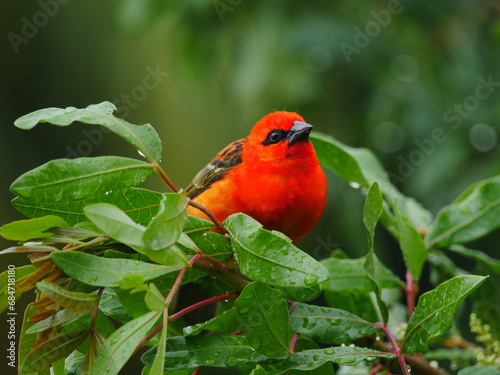 Принти на полотні Vibrant red bird perching in natural environment