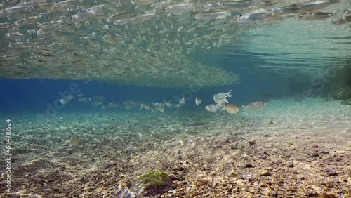 School of Barred flagtail, Fiveband flagtail or Five-bar flagtail (Kuhlia mugil) swims under long shoal of Hardyhead Silverside fishes in coastal area on bright sunny day in sunrays, slow motion photo