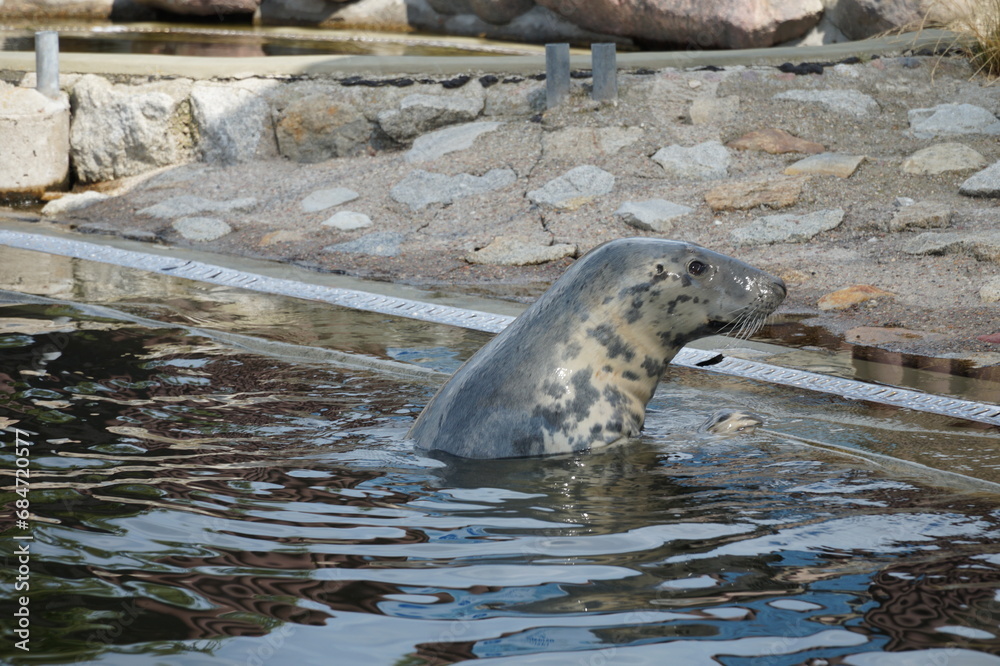 Naklejka premium There are seals in the water. Baltic Sea, Hel Spit