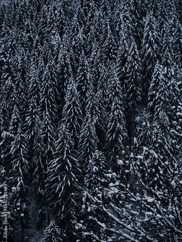 Misty winter Carpathian Mountains view with fog landscape. Snowy spruce pine forest in the Carpathians. Fir trees covered with white snow Scenic wood landscape Village in Transcarpathia Ukraine Europe