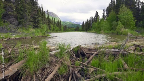 Lake Clark National Park, Alaska. A beaver dam or beaver impoundment is a dam built by beavers to create a pond. Offshoot of Tlikakila River. 