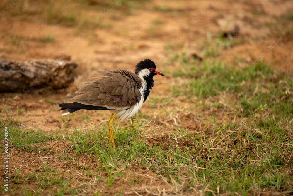 The Javan lapwing, also known as the Javan lapwing and Javanese-wattled lapwing, is a bird from the lapwing family. This large, long-legged bird lives in the swamps and river deltas of Java. The Javan lapwing, also known as the Javan lapwing and Javanese-wattled lapwing, is a bird from the lapwing family. This large, long-legged bird lives in the swamps and river deltas of Java.