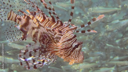 Close up of Common Lionfish or Red Lionfish (Pterois volitans) hunting swims inside a large school of small fish on sunny day in bright sun beams, Slow motion photo