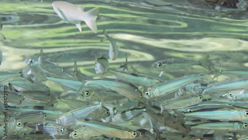 Young Mullet fish swims under surface of water reflecting in it over a large school of Sprats on sunny day in sunshine, Slow motion  photo