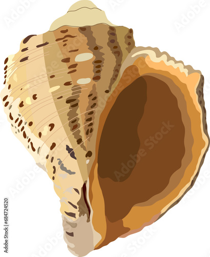 Photos Seashell, color drawing, realistic