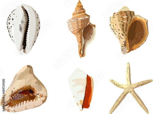 Set of sea shells. Vector photorealism. Starfish shells, gastropods.