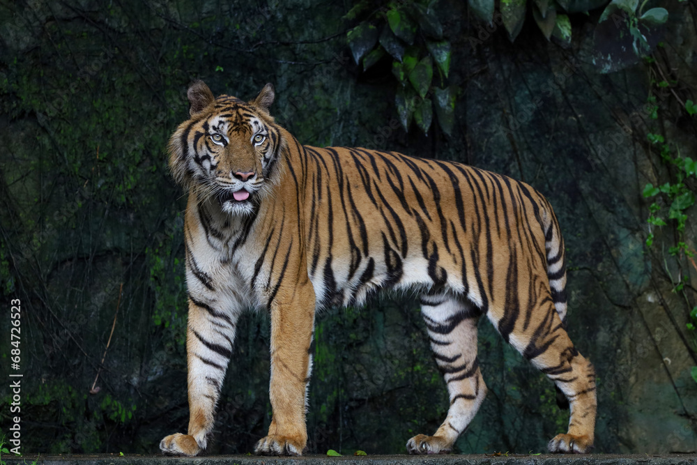 Close up Indochinese tiger is beautiful animal and dangerous in forest Close up Indochinese tiger is beautiful animal and dangerous in forest