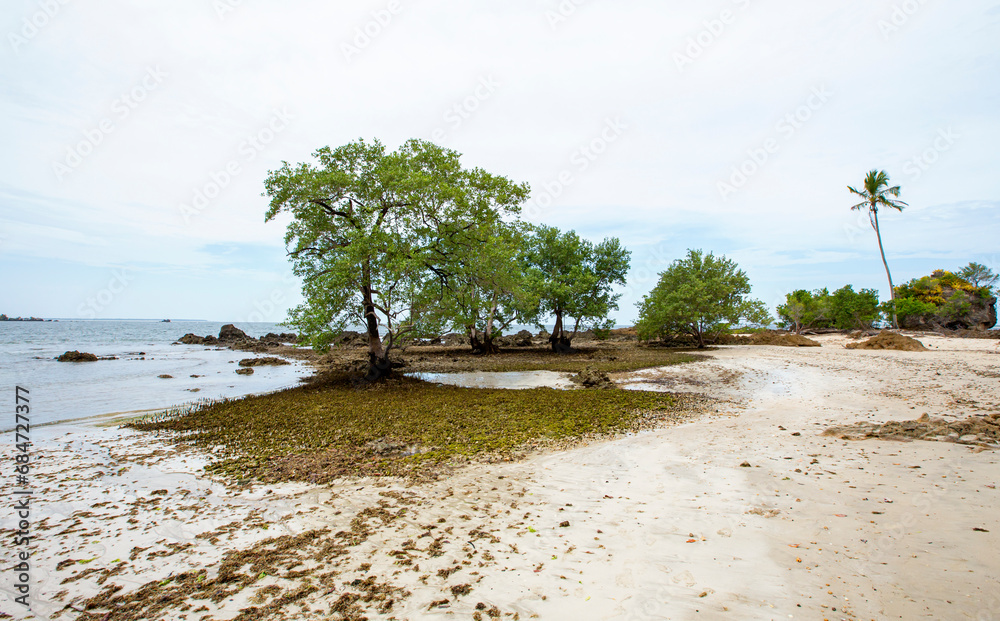Árvore e vegetação na praia de uma ilha tropical no nordeste brasileiro