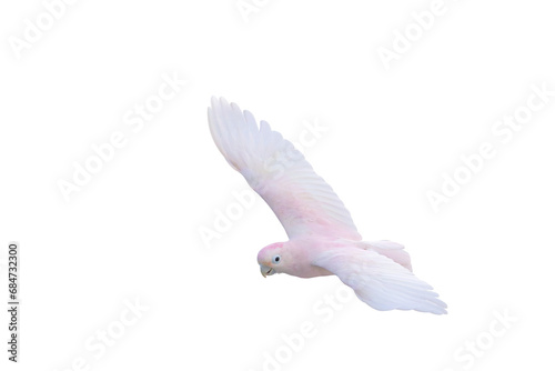 Beautiful flying Goffin's Cockatoo parrot isolated on transparent background png file photo