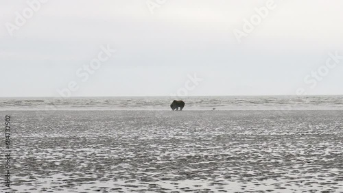 Alaskan peninsular brown bear digging for razor clams in the mud flats of Cook Inlet at Lake Clark National Park and Preserve in Alaska. Silver Salmon Creek area with slight fog.
