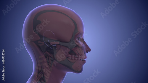 Referred pain from muscle trigger points in the masticatory and neck-shoulder musculature