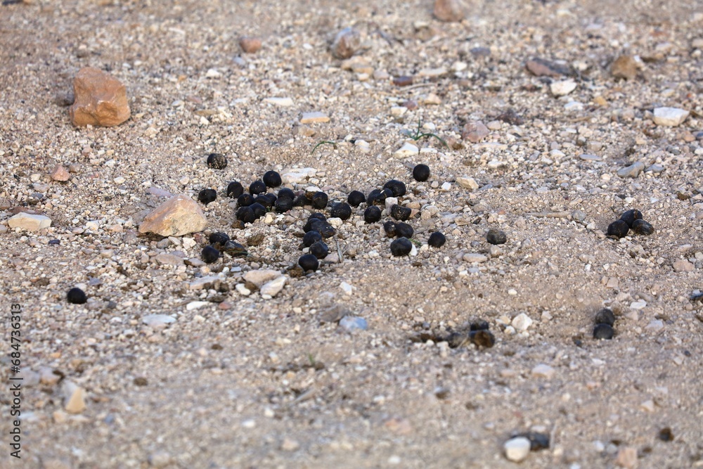 Goat poop on the ground Goat poop on the ground