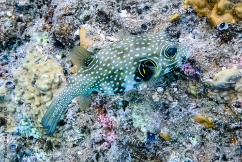 Colonies of corals and white spotted puffer fish (Arothron hispidus) at coral reef in Red sea