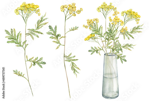 Watercolor common tansy. Set of yellow field flowers. Bouquet with glass vase. Hand drawn illustration isolated on white background. Bundle botanical medicinal wildflowers clipart. Elements for design
