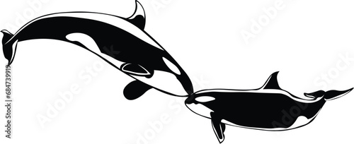 Cartoon Black and White Isolated Illustration Vector Of 2 Orca Killer Whales Kissing