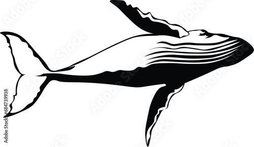 Cartoon Black and White Isolated Illustration Vector Of A Hump Back Blue Whale Swimming