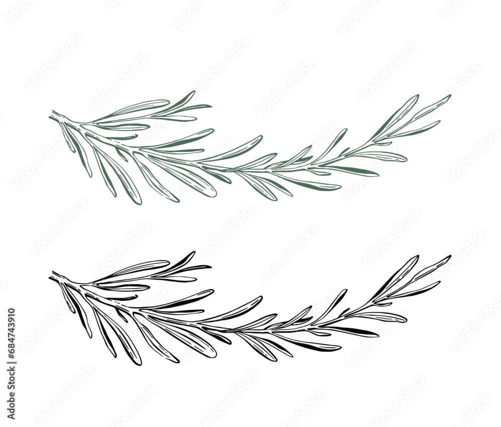 Rosemary vector illustration. Hand drawn isolated spring of rosemary with leaves on stem.