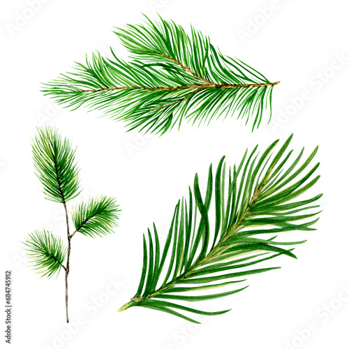 Three Pine Branches Watercolor Collection