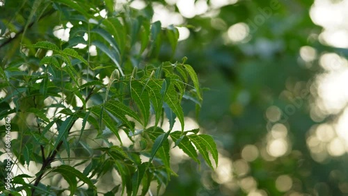 Neem tree leaves ,super close up view , bokeh background
 photo