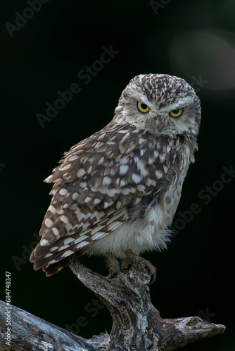 Cute Burrowing owl (Athene cunicularia) sitting on a branch. Green background. Noord Brabant in the Netherlands. Angry birds. 