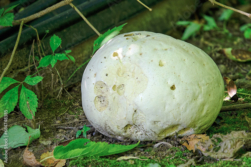 Giant puffball mushroom on the ground